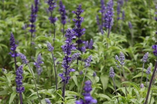 鼠尾草的繁殖办法，南方3月北方5月扦插为佳