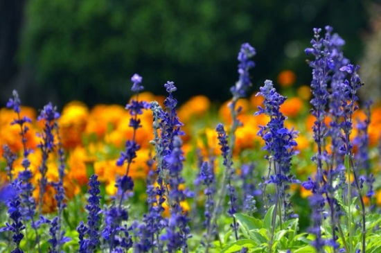 鼠尾草的繁殖办法，南方3月北方5月扦插为佳