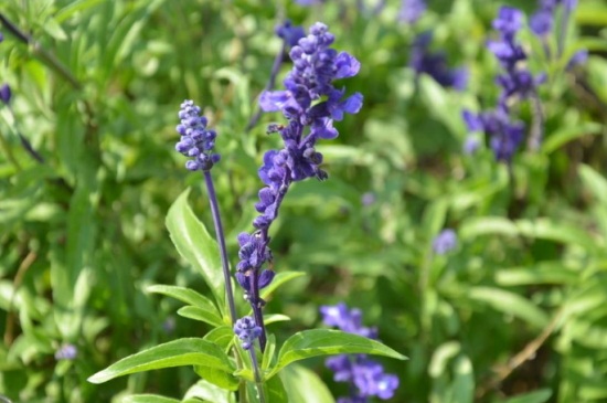 鼠尾草的繁殖办法，南方3月北方5月扦插为佳