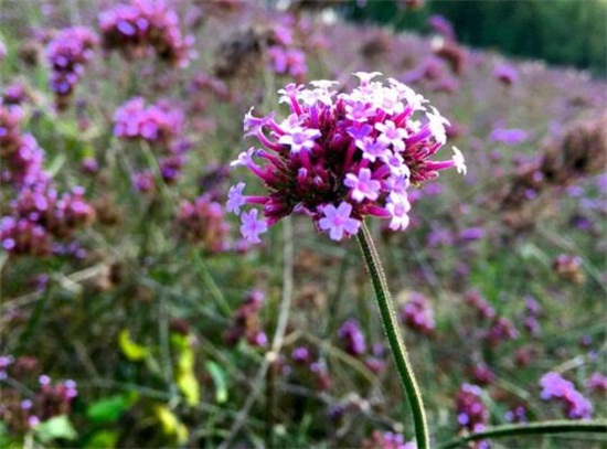 马鞭草和鼠尾草如何区别，4种办法教你分辨马鞭草和鼠尾草