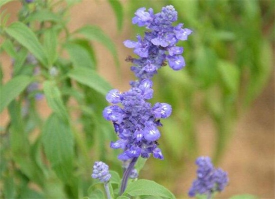 马鞭草和鼠尾草如何区别，4种办法教你分辨马鞭草和鼠尾草