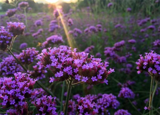 马鞭草和鼠尾草如何区别，4种办法教你分辨马鞭草和鼠尾草