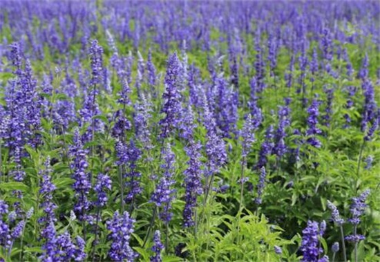 马鞭草和鼠尾草如何区别，4种办法教你分辨马鞭草和鼠尾草