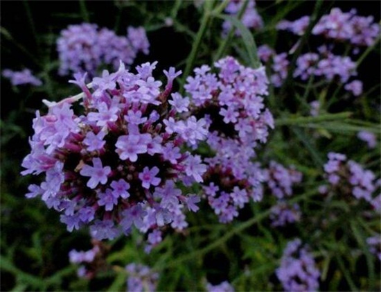 马鞭草和鼠尾草如何区别，4种办法教你分辨马鞭草和鼠尾草