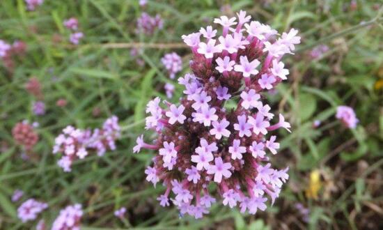 马鞭草和鼠尾草如何区别，4种办法教你分辨马鞭草和鼠尾草