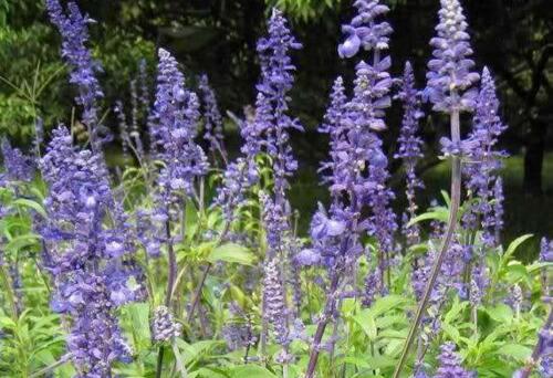 马鞭草和鼠尾草如何区别，4种办法教你分辨马鞭草和鼠尾草