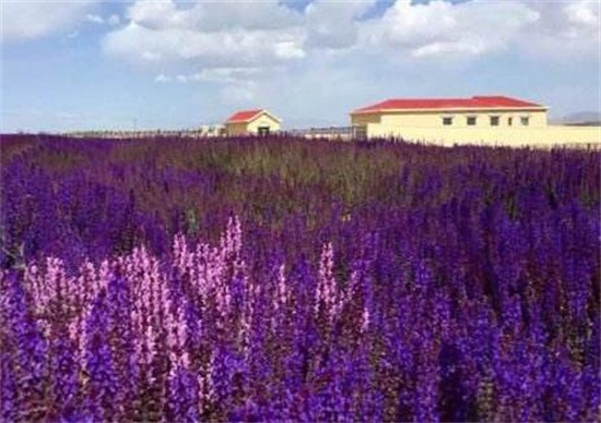 马鞭草和鼠尾草如何区别，4种办法教你分辨马鞭草和鼠尾草