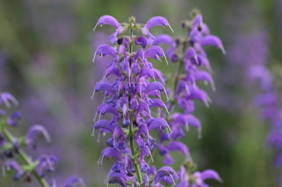 如何栽培鼠尾草：喜日照充足、通风良好的环境