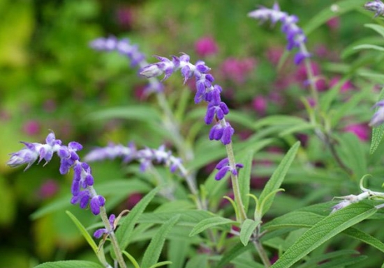如何栽培鼠尾草：喜日照充足、通风良好的环境