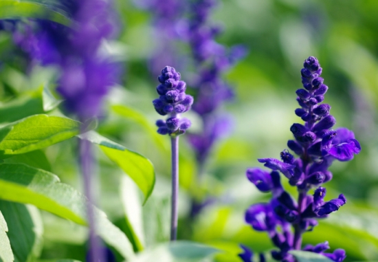 如何栽培鼠尾草：喜日照充足、通风良好的环境