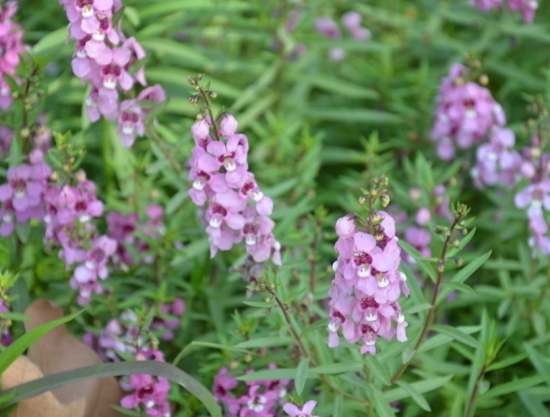 鼠尾草花期：花期长,花香迷人