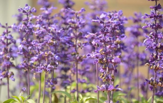 鼠尾草的功效与作用：孕妇应避免使用鼠尾草