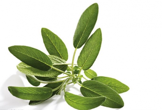 鼠尾草的功效与作用：孕妇应避免使用鼠尾草