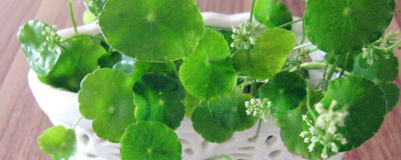 桐钱草有花要如何办