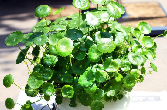 桐钱草有花要如何办