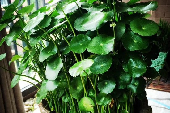 桐钱草有花要如何办