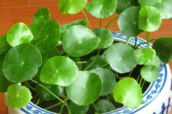 桐钱草有花要如何办