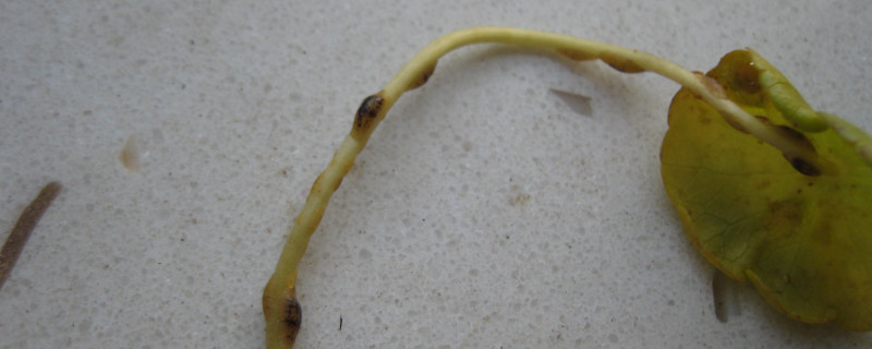 铜钱草生虫子了如何办