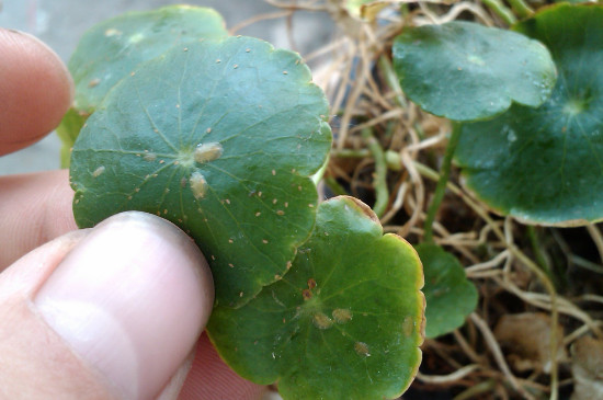 铜钱草生虫子了如何办