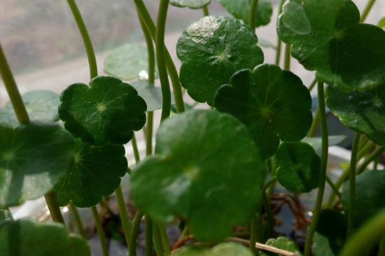 铜钱草生虫子了如何办