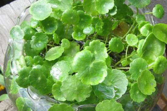水培铜钱草如何养比较茂盛