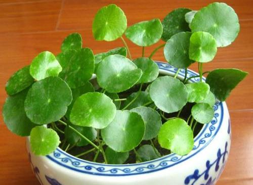 铜钱草的养殖办法