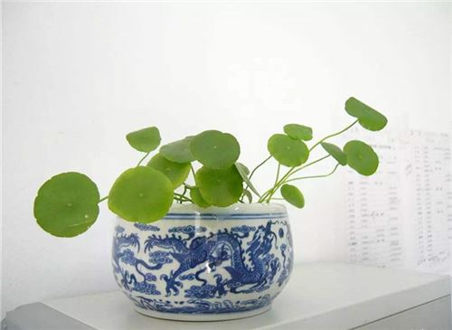 铜钱草的养殖办法