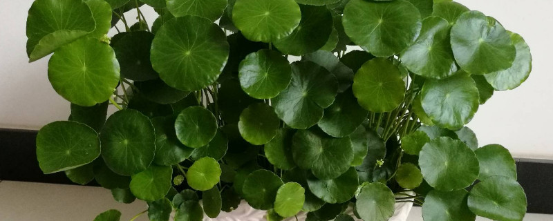 铜钱草能吃吗,如何吃