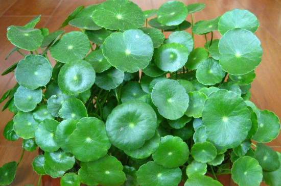 铜钱草能吃吗,如何吃