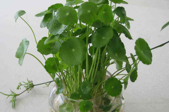 铜钱草能吃吗,如何吃