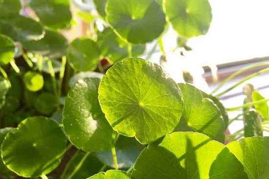 铜钱草能吃吗,如何吃