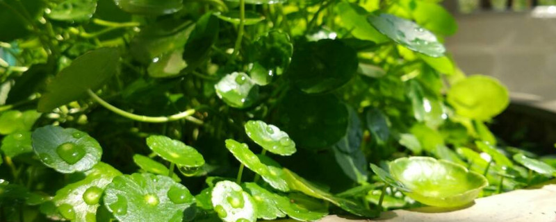 铜钱草冬季在外面会冻死吗