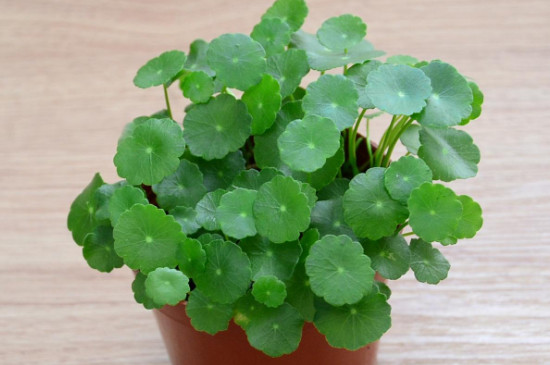 铜钱草冬季在外面会冻死吗