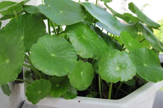 铜钱草冬季在外面会冻死吗