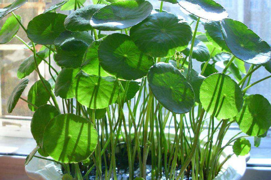 铜钱草冬季在外面会冻死吗