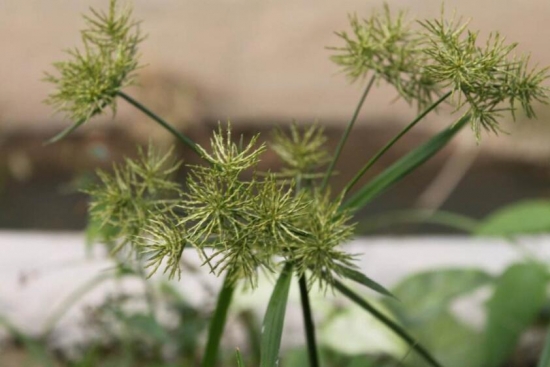 三棱草：稻田中最常见的杂草，为多年生草本，有毒，​块茎可入药