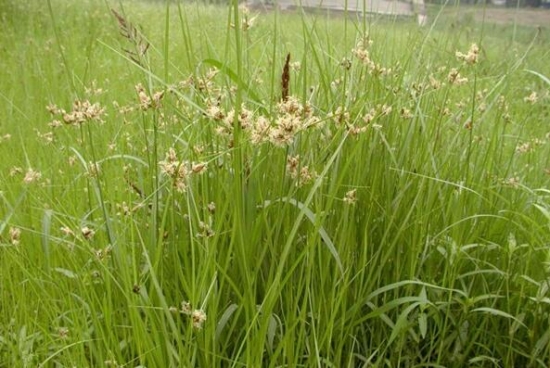 三棱草：稻田中最常见的杂草，为多年生草本，有毒，​块茎可入药