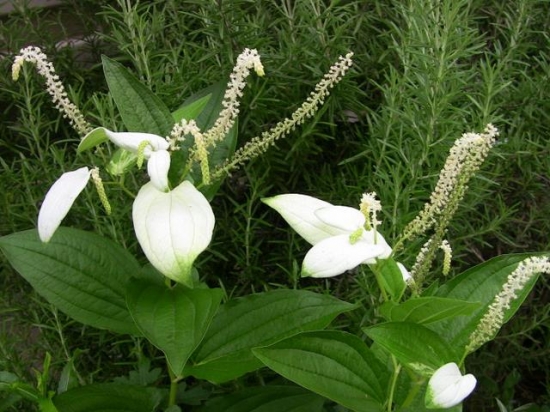 三白草的功效与作用：脾胃虚寒者忌服