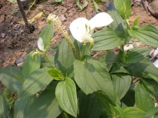 三白草的功效与作用：脾胃虚寒者忌服