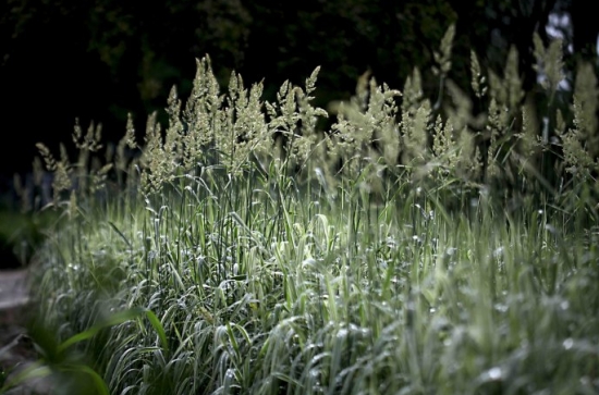 玉带草别名是什么：丝带草、五色带等，多年生宿根草本植物