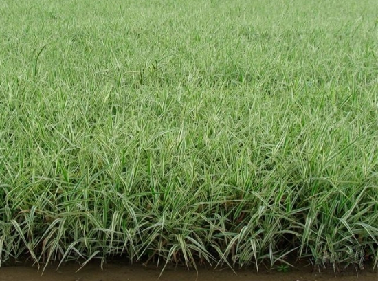 玉带草别名是什么：丝带草、五色带等，多年生宿根草本植物