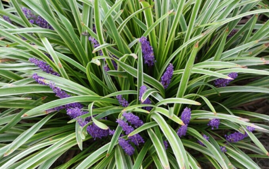 玉带草价格 玉带草价格:市场价格低