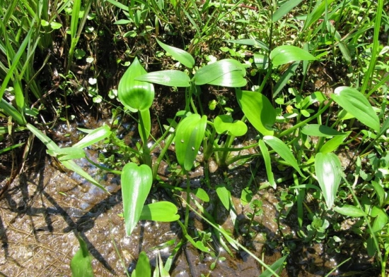 什么是鸭舌草：雨久花科水生植物，常见于水稻种植区和长江流域以南地区