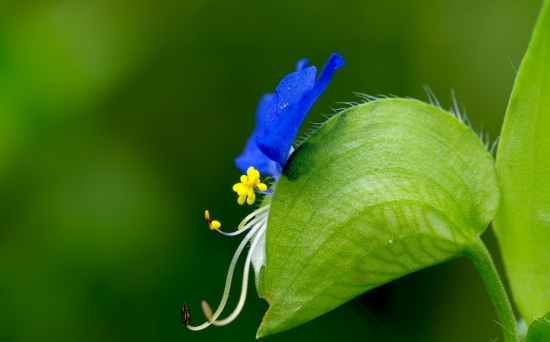 什么是鸭舌草：雨久花科水生植物，常见于水稻种植区和长江流域以南地区