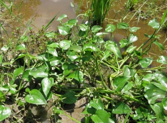 什么是鸭舌草：雨久花科水生植物，常见于水稻种植区和长江流域以南地区