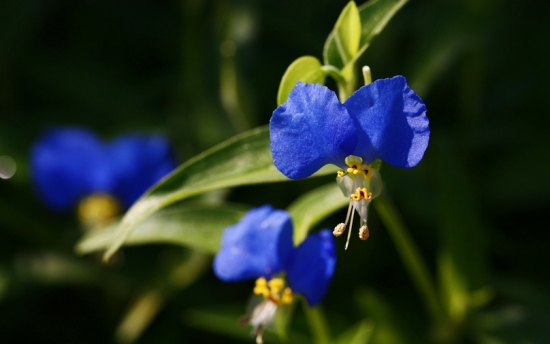 鸭舌草别名：又名水锦葵，别名鸭儿嘴