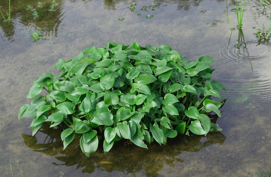 鸭舌草的功效与作用：具有清热、凉血、利尿、清热解毒的功效