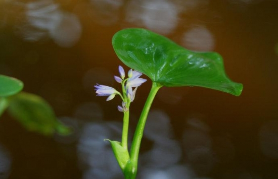 鸭舌草的功效与作用：具有清热、凉血、利尿、清热解毒的功效