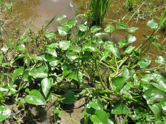鸭舌草的功效：治疗慢性气管炎有副作用