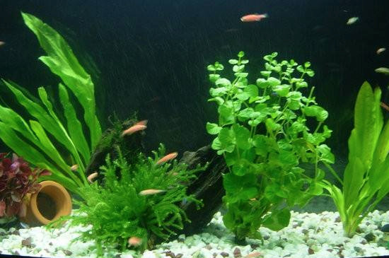 皇冠草如何在鱼缸种植